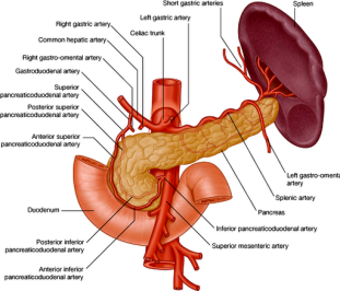 biliary duct, coffee-ground vomiting, gastric ulcers, Gastroduodenal Artery Ulcer, gastrointestinal bleeding, hemorrhage, hepatic artery, life-threatening hemorrhage, liver, neck of the gallbladder, posterior wall of the duodenal bulb, proximal part of the duodenum, pylorus, vena pora