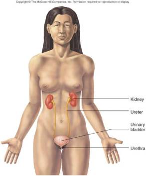 functions of the urinary system, excertion, ph regulation, renin, erythropoietin, vitamin d effects. pararenal fat,