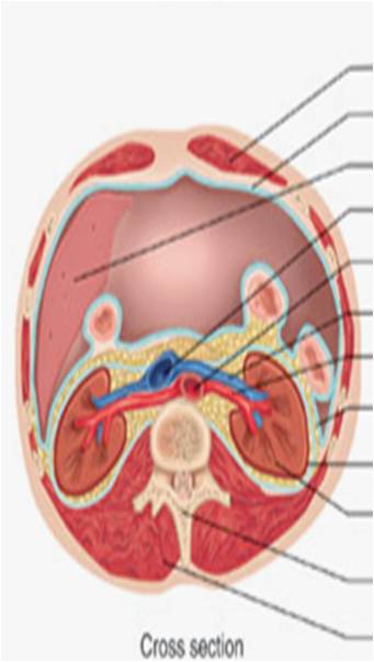 functions of the urinary system, excertion, ph regulation, renin, erythropoietin, vitamin d effects. pararenal fat, hilum, renal capsule, renal fascia,