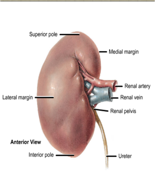functions of the urinary system, excertion, ph regulation, renin, erythropoietin, vitamin d effects. pararenal fat, hilum, renal capsule, renal fascia, hilus, renal cortex, renal medulla, renal pelvis,