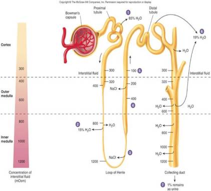 functions of the urinary system, excertion, ph regulation, renin, erythropoietin, vitamin d effects. pararenal fat, hilum, renal capsule, renal fascia, hilus, renal cortex, renal medulla, renal pelvis, glomeruli tubules, nephron