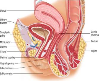 functions of the urinary system, excertion, ph regulation, renin, erythropoietin, vitamin d effects. pararenal fat, hilum, renal capsule, renal fascia, hilus, renal cortex, renal medulla, renal pelvis, glomeruli tubules, nephron, ureter, uretero pelvic junction, pelvic brim, ureterolithiasis, female urethra, vgina